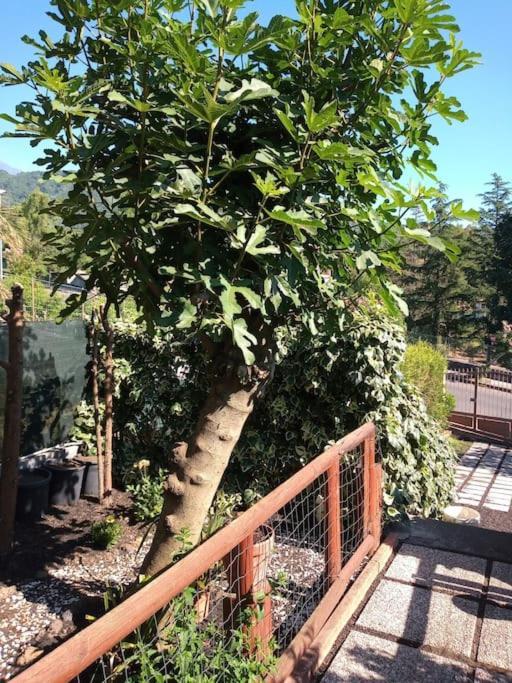 Loft Sotto Il Vulcano, Con Posto Auto Privato Zafferana Etnea Dış mekan fotoğraf